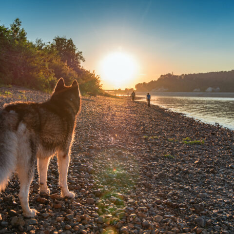 Potomac river algae bloom poses health risk for pets, officials warn - photo licensed by shore news network.