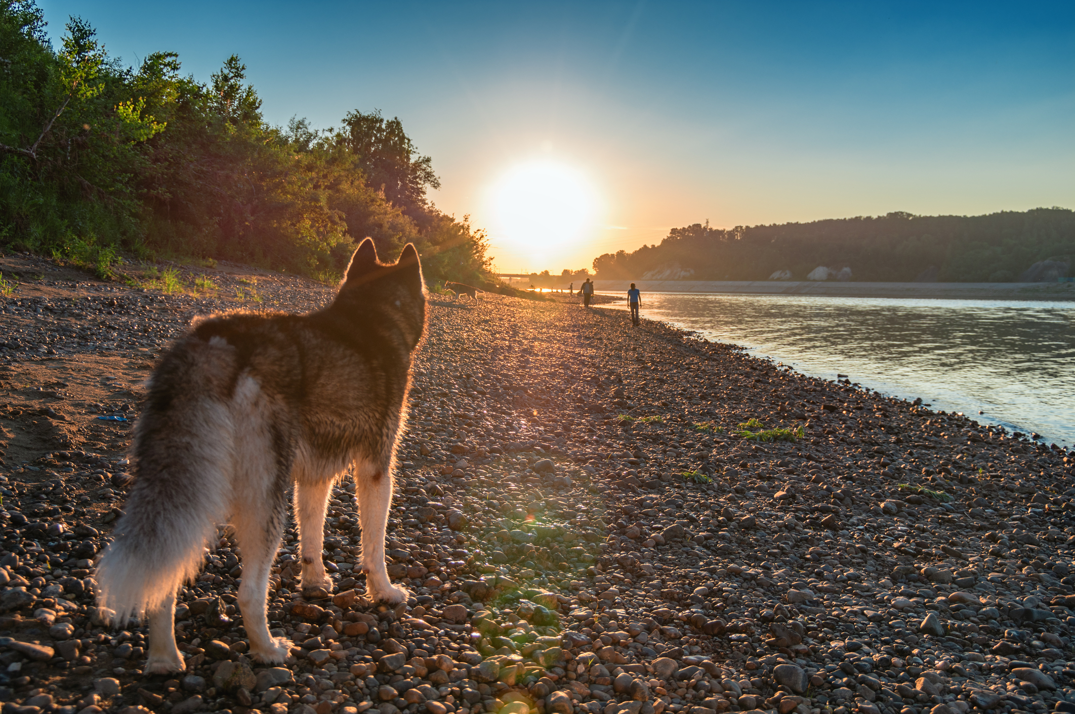 Potomac River algae bloom poses health risk for pets, officials warn