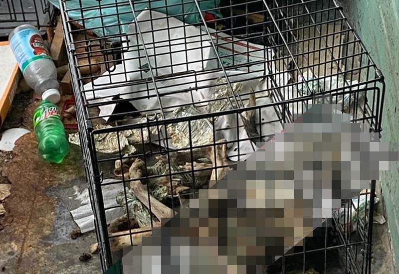 Two Arrested in Ongoing Syracuse Neglected Dog Death Case