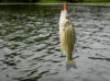 New 'emergency' striped bass limits start today