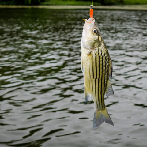 New 'emergency' striped bass limits start today - photo licensed by shore news network.