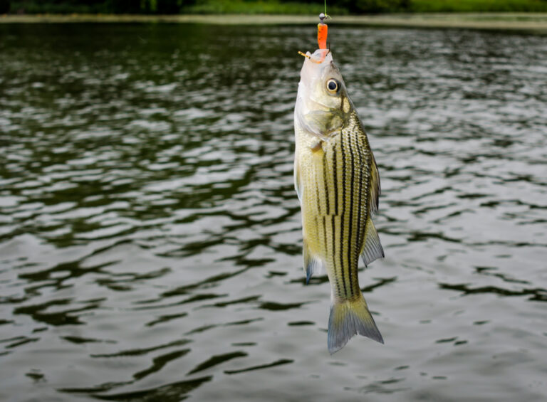 New 'emergency' striped bass limits start today - photo licensed by shore news network.