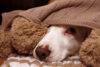 Helping your dog cope on the fourth of july: tips for a calm and safe celebration