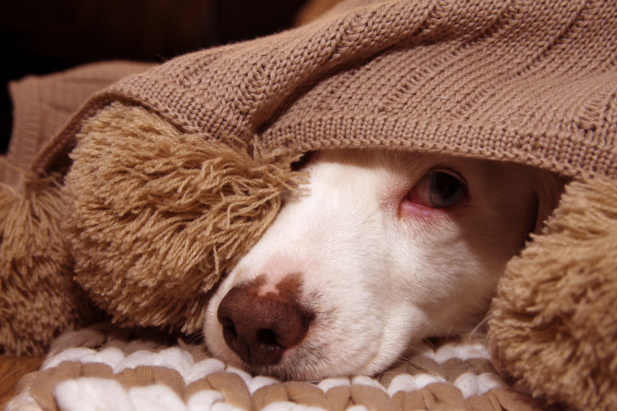 Helping Your Dog Cope on the Fourth of July: Tips for a Calm and Safe Celebration