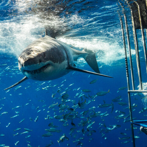 Shark week is coming, but for new yorkers it has been shark month - photo licensed by shore news network.