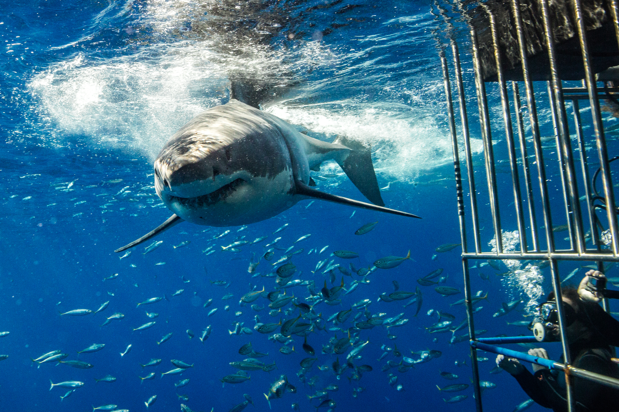Shark Week is coming, but for New Yorkers it has been shark Month
