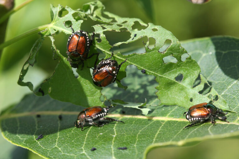 How to get rid of japanese beetles from your jersey fresh garden - photo licensed by shore news network.