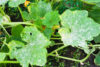 How to get rid of powdery mildew in your garden during the rainy season