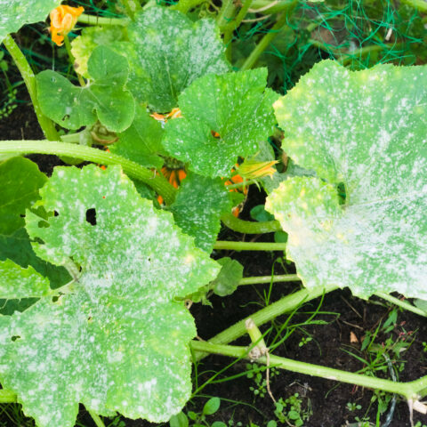 How to get rid of powdery mildew in your garden during the rainy season - photo licensed by shore news network.