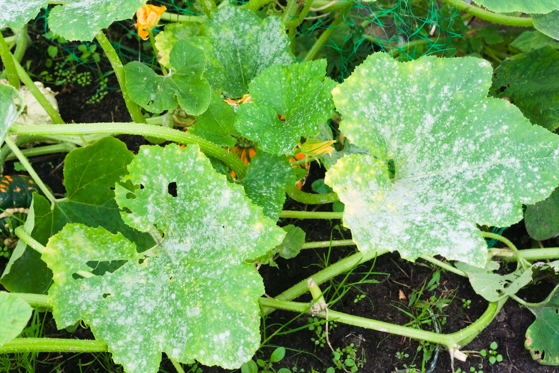 How to get rid of powdery mildew in your garden during the rainy season
