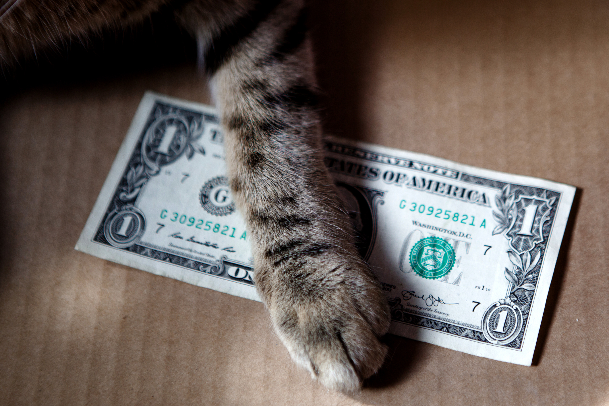 Cat dad wins $100k in Maryland lottery