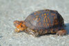 Turtle crossings causing traffic issues in shore town