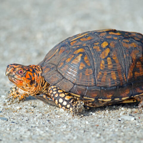 Turtle crossings causing traffic issues in shore town - photo licensed by shore news network.