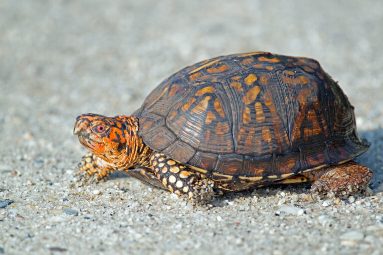 Turtle crossings causing traffic issues in shore town - photo licensed by shore news network.