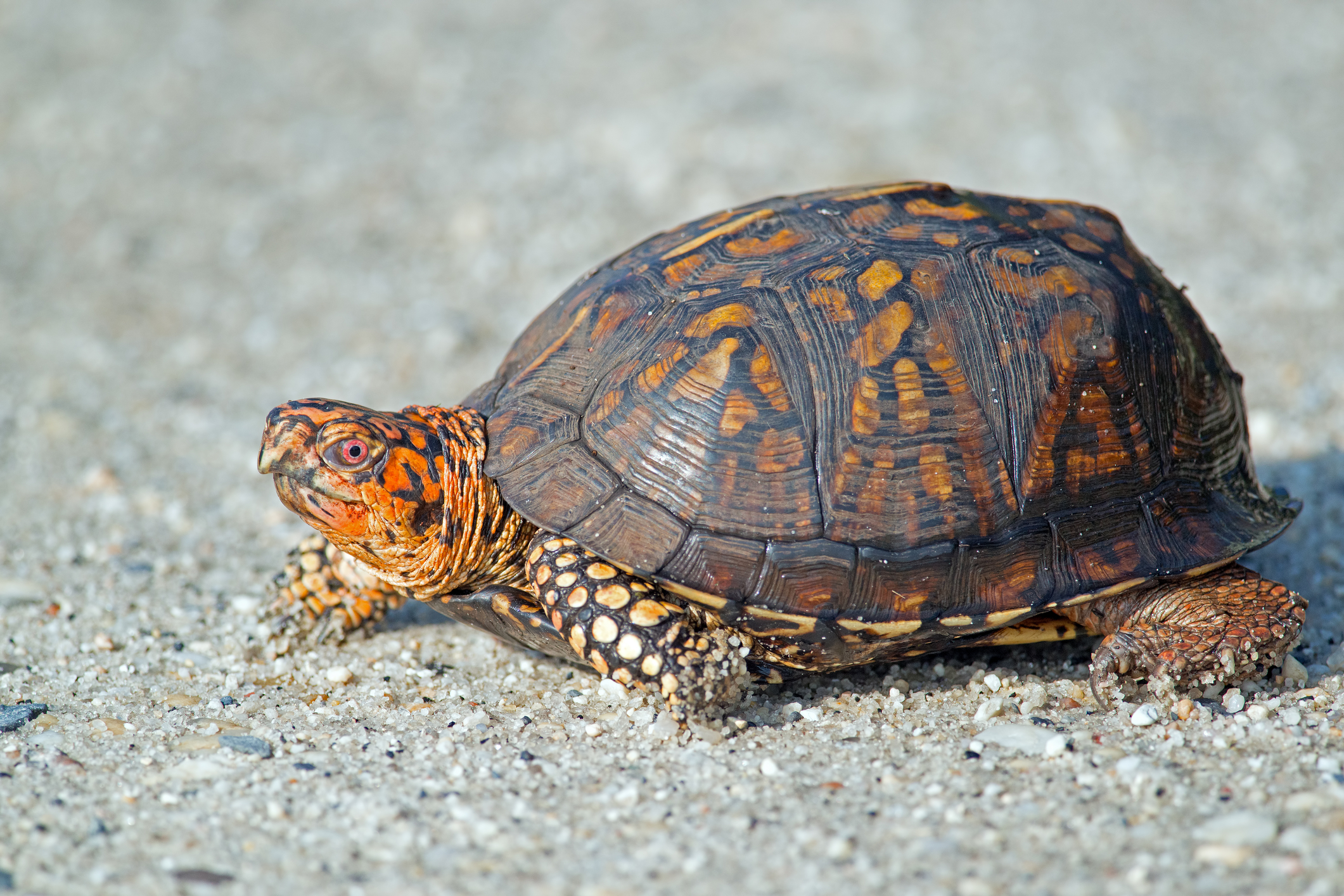 Turtle crossings causing traffic issues in Shore town