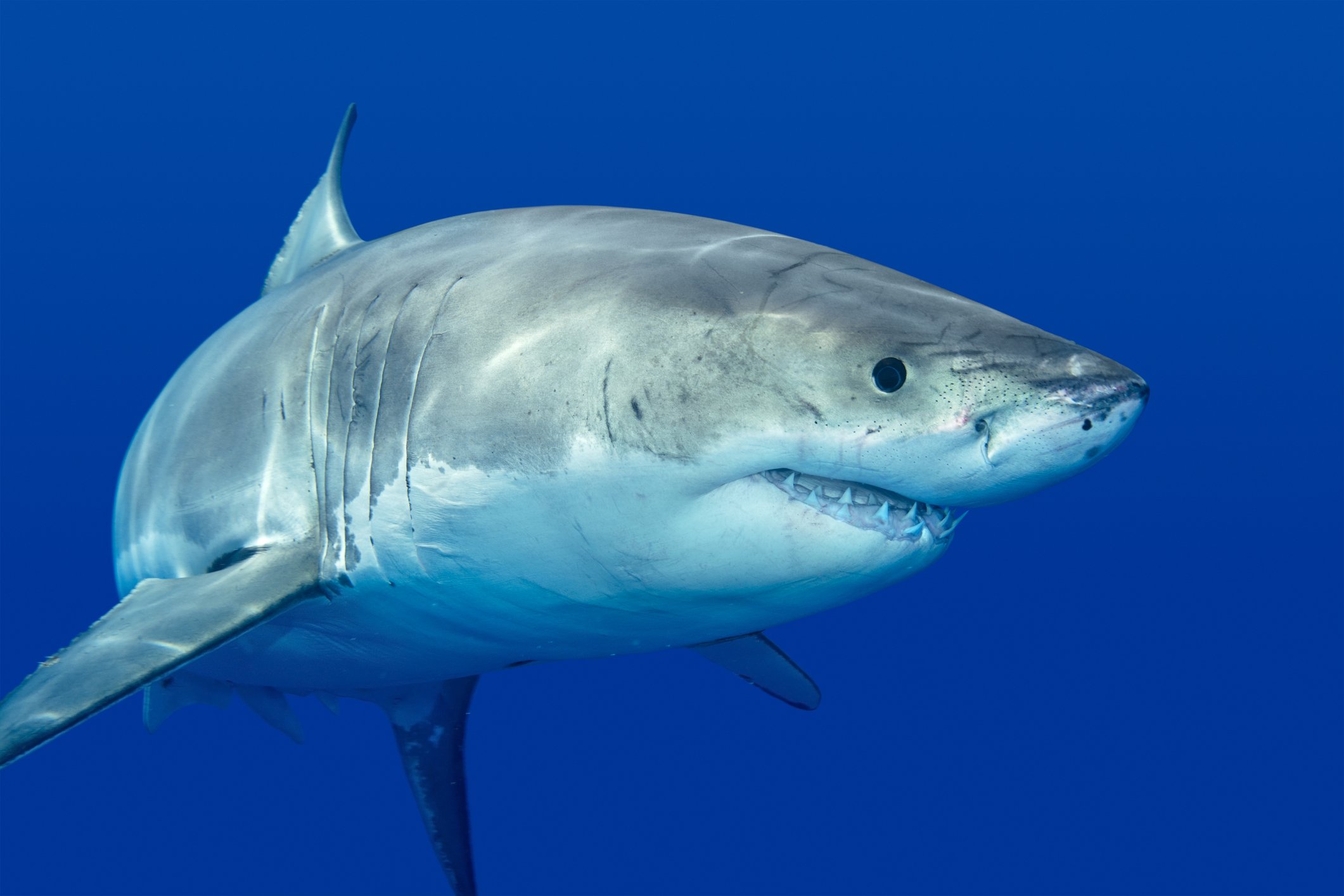 Mysterious giant shark tracked by satellites, rare sightings