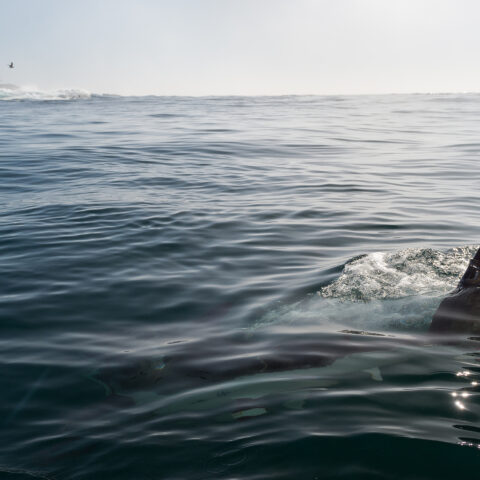 Long island officials on high alert after multiple shark attacks - photo licensed by shore news network.