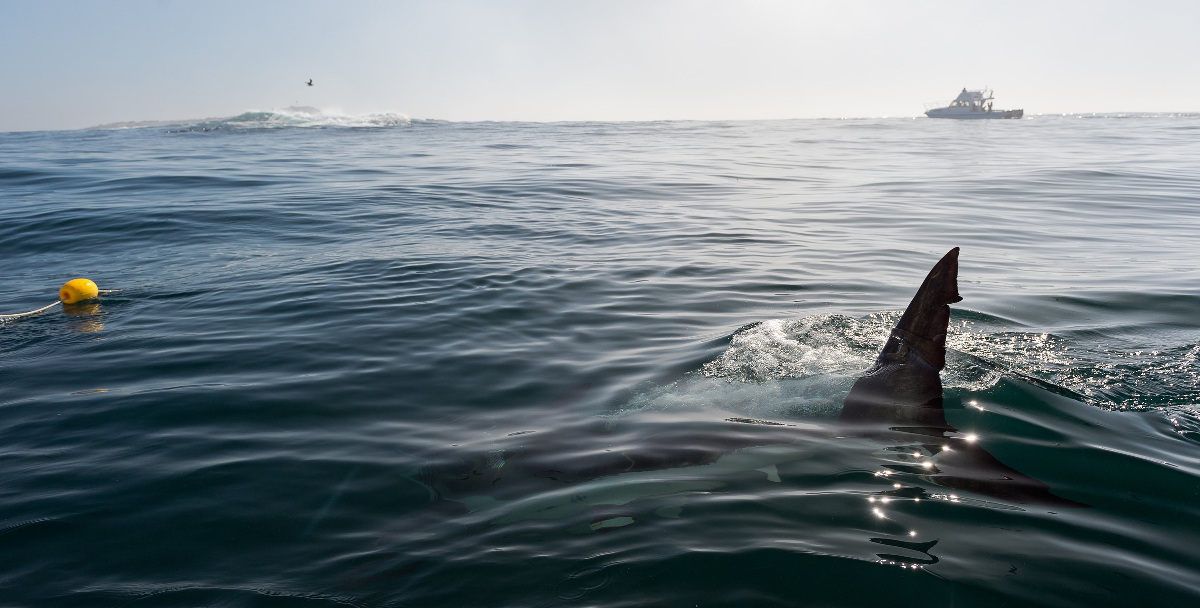 Long island officials on high alert after multiple shark attacks