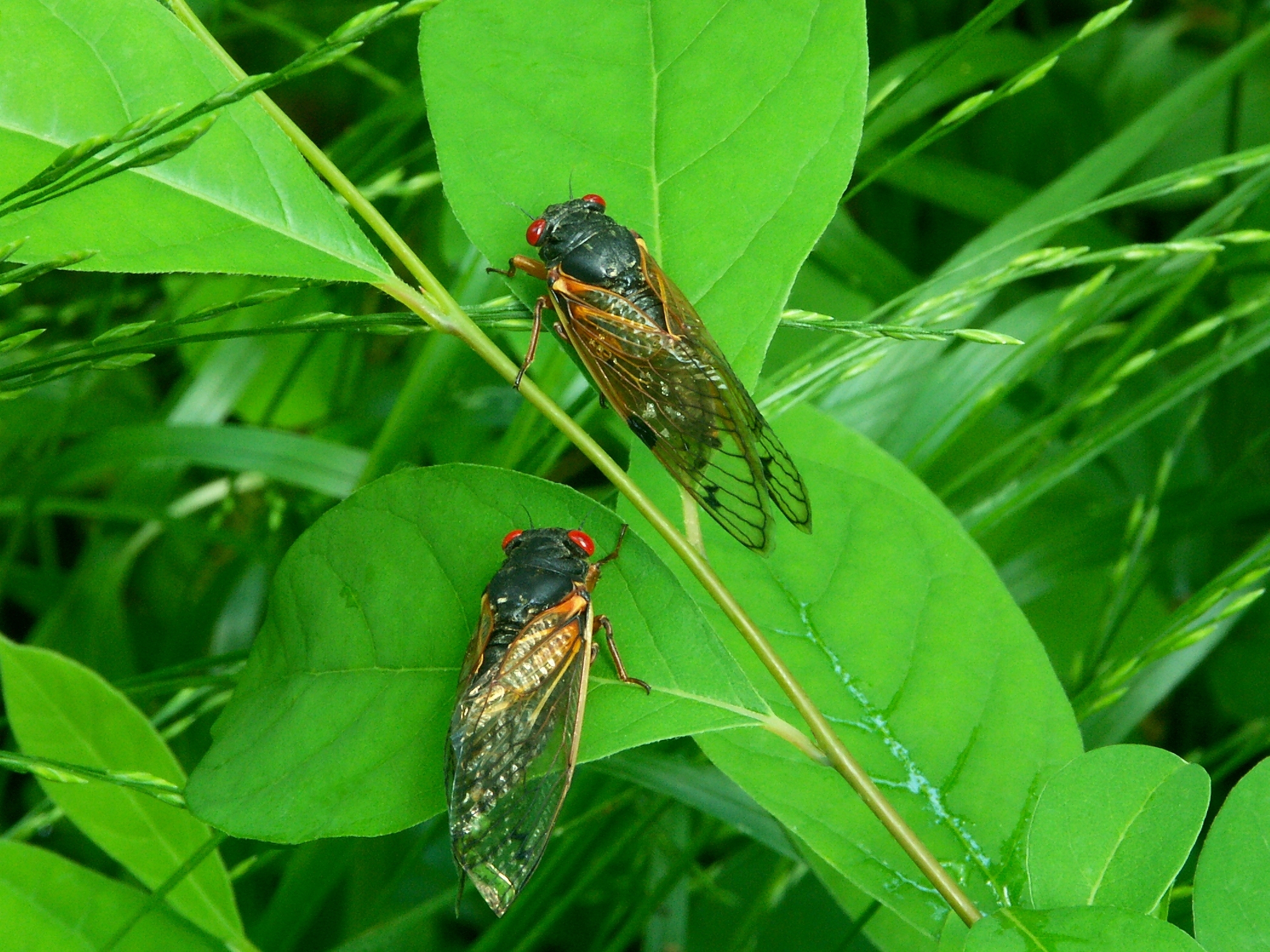 Cicadas Being Annual Summer Symphony in New Jersey