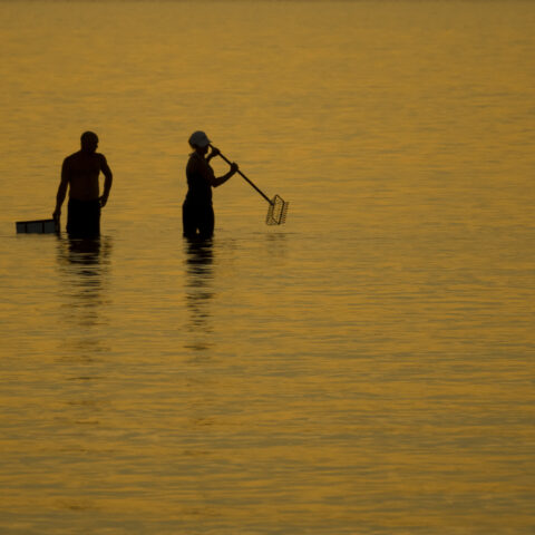 Did you know? Clamming in new jersey is illegal on sundays - photo licensed by shore news network.