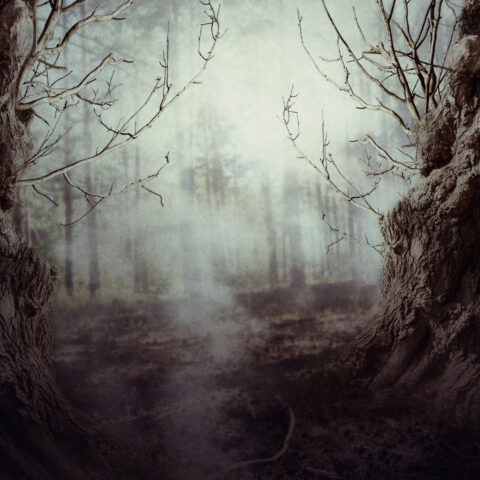 New jerseyans have historically believed a demon lives in the woods - photo licensed by shore news network.