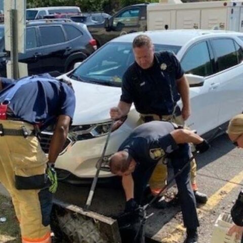 Syracuse firefighters and animal cruelty officers unite to save ducklings trapped in sewer - photo licensed by shore news network.