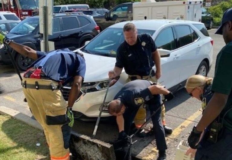 Syracuse firefighters and animal cruelty officers unite to save ducklings trapped in sewer - photo licensed by shore news network.