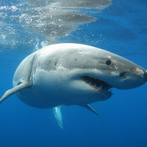 400 pound great white shark surfaces; last seen off coast of wilmington - photo licensed by shore news network.