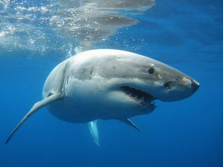 Nine foot long great white shark spotted near cape cod - photo licensed by shore news network.