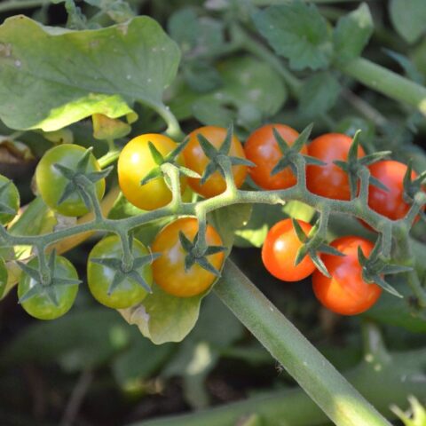 Community garden plots available for brick township residents - photo licensed by shore news network.