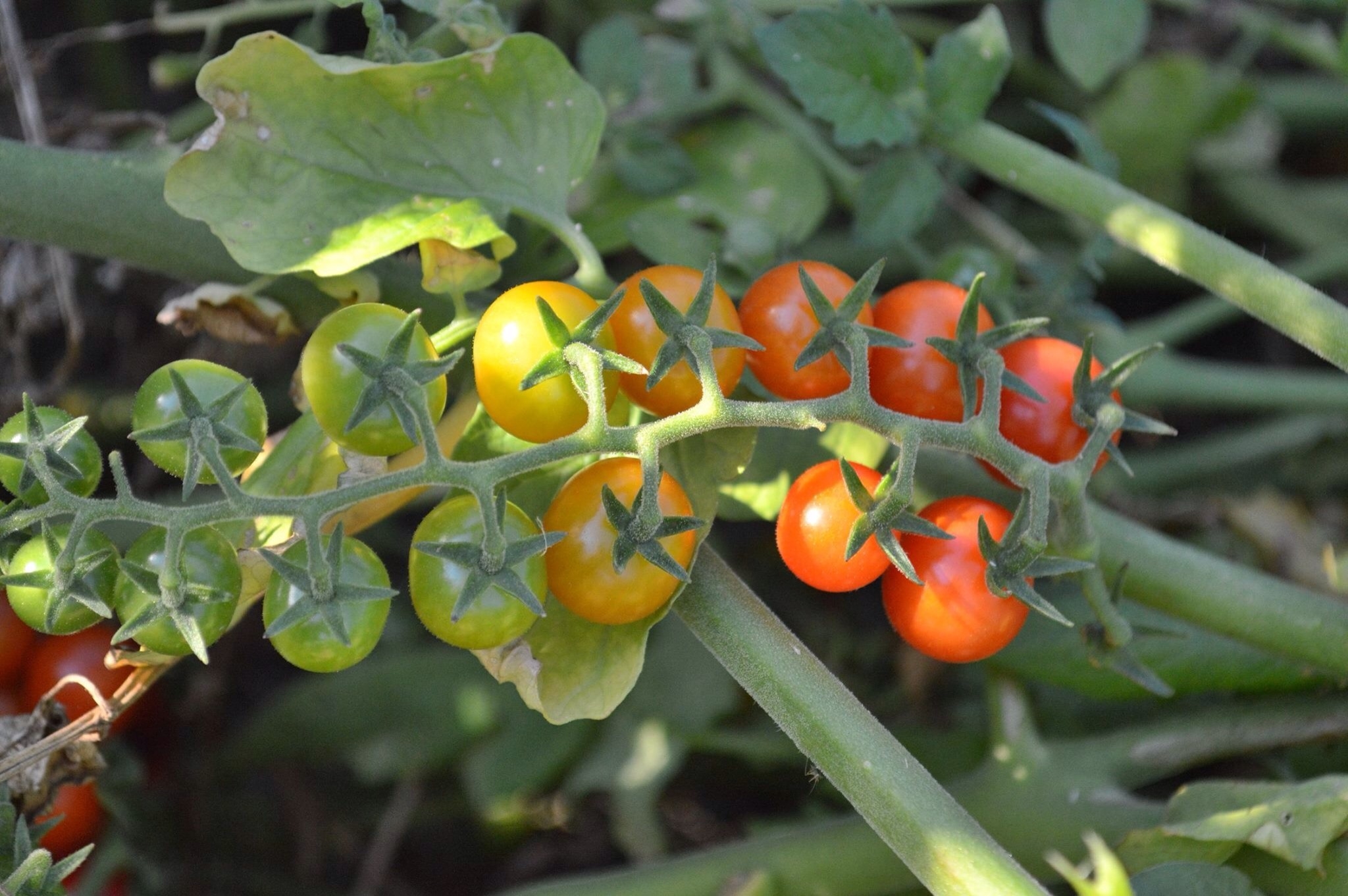 Jersey tomatoes have arrived across the Garden State