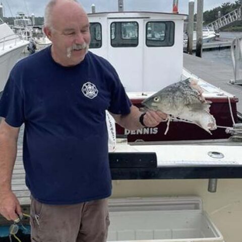 Shark attacks fisherman's bass as he reeled it in - photo licensed by shore news network.