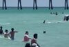 Shark causes panic at florida beach