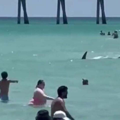 Shark causes panic at florida beach - photo licensed by shore news network.