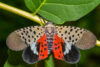 If you see these in your yard, state officials advise killing them