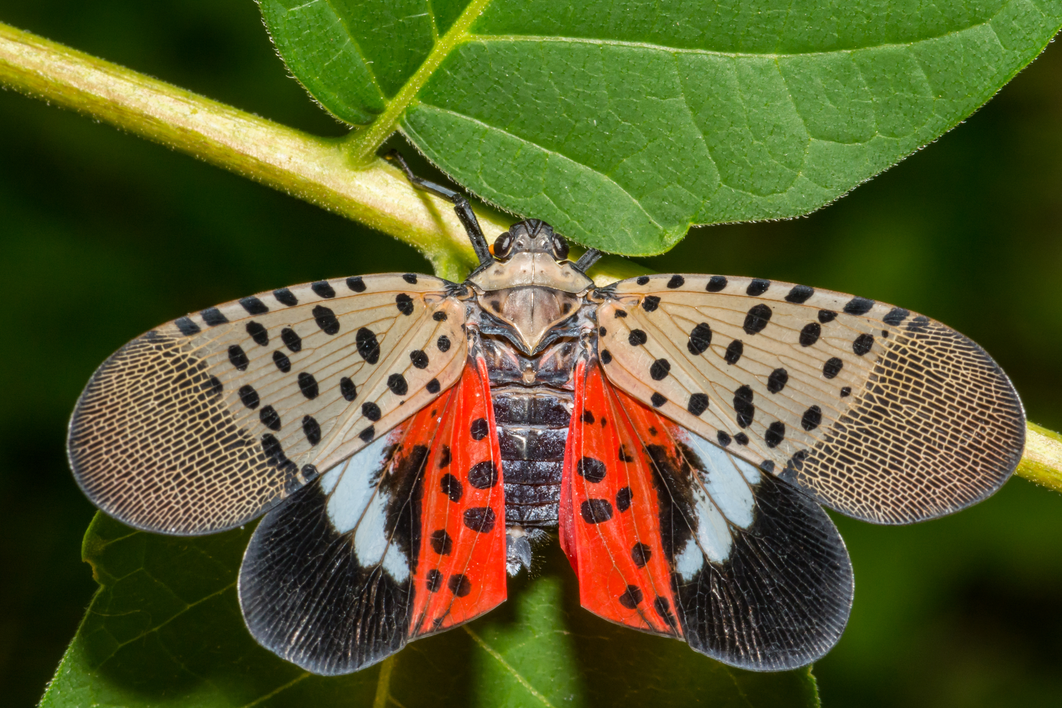 If You See These in Your Yard, State Officials Advise Killing Them