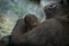 Male Gorilla Gives Birth to Baby Girl at Columbus Zoo