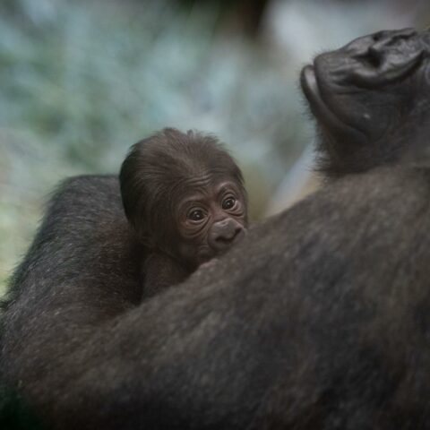 Male gorilla gives birth to baby girl at columbus zoo - photo licensed by shore news network.