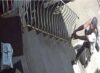 Police seeking to identify newark package thief