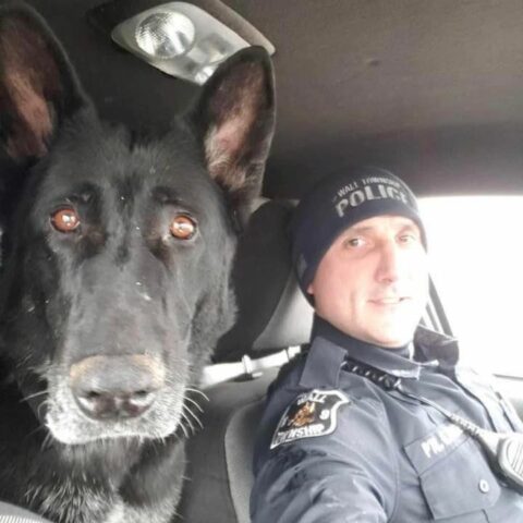 Retired wall k9 daza passes - photo licensed by shore news network.