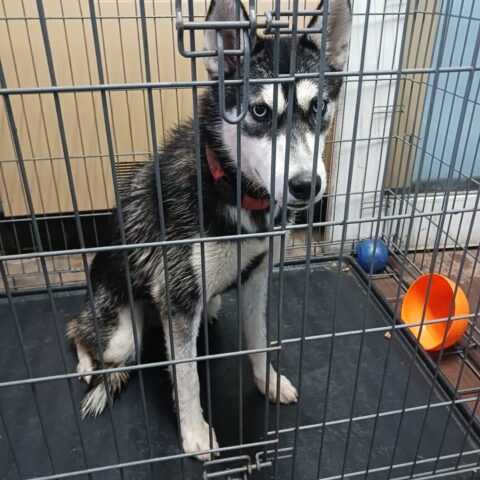 Husky found near pal school in howell township, owner sought - photo licensed by shore news network.