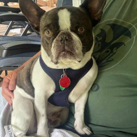 Dog abandoned at airport being fostered by caring family - photo licensed by shore news network.