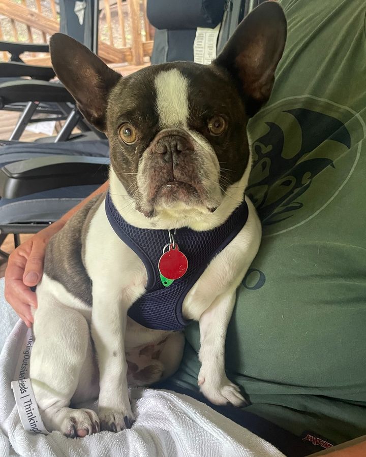 Dog Abandoned at Airport Being Fostered by Caring Family