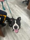 Stray dog found near court house wawa, middle township police seek owner Stray dog found near court house wawa, middle township police seek owner