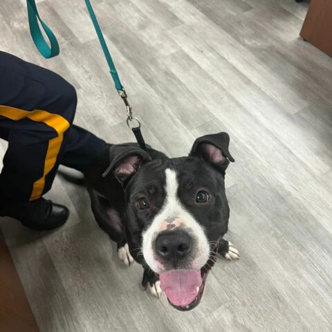 Stray dog found near court house wawa, middle township police seek owner - photo licensed by shore news network.