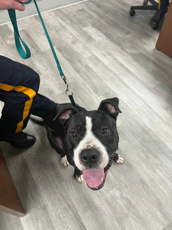 Stray Dog Found Near Court House Wawa, Middle Township Police Seek Owner