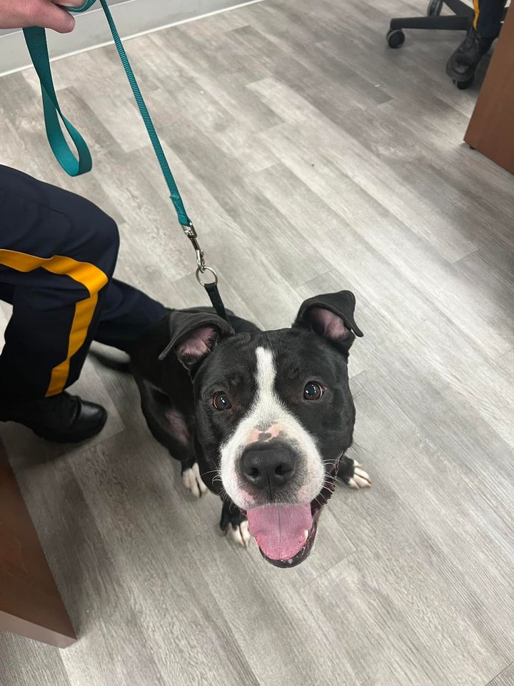 Stray Dog Found Near Court House Wawa, Middle Township Police Seek Owner