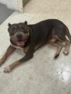 Burlington police find stray dog, seek owners for safe return home Burlington police find stray dog, seek owners for safe return home