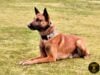 Gloucester police mourn loss of veteran k-9 cop