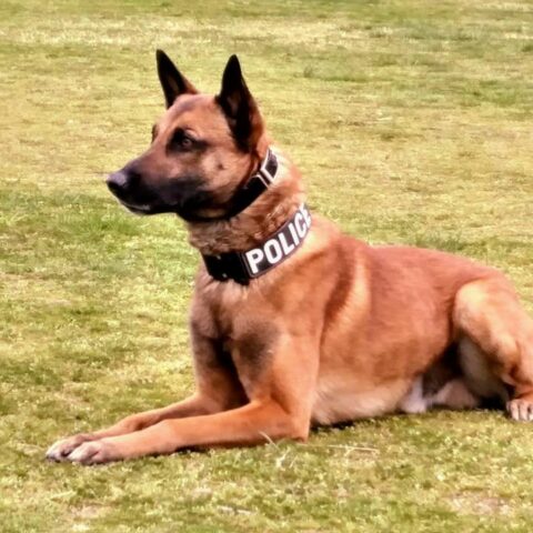 Gloucester police mourn loss of veteran k-9 cop - photo licensed by shore news network.